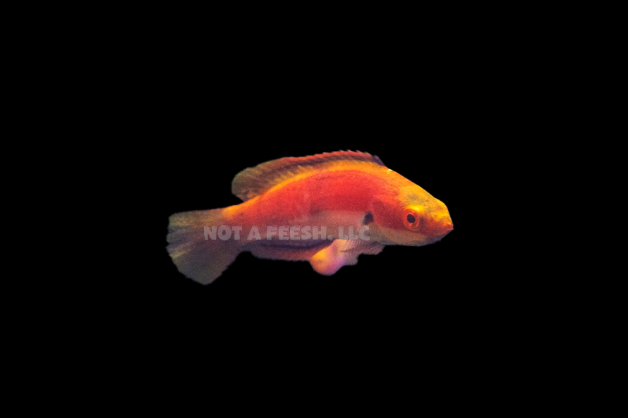 Quarantined Katherine's wrasse