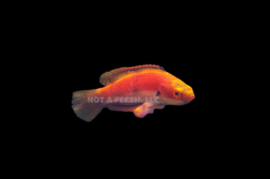 Quarantined Katherine's wrasse