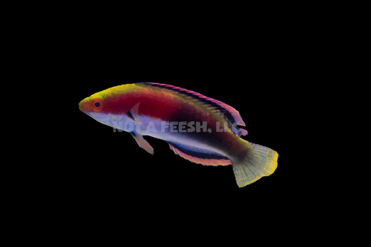 Quarantined Katherine's wrasse