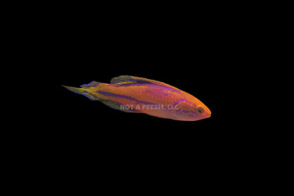Quarantined Splendid Pintail Fairy Wrasse (Male)