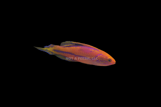 Quarantined Splendid Pintail Fairy Wrasse (Male)