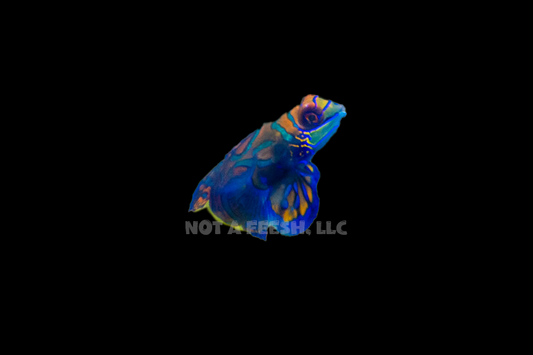 Quarantined Green Mandarin Dragonet (eating mysis)