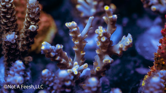 NAF - Event Horizon Speciosa (WYSIWYG)