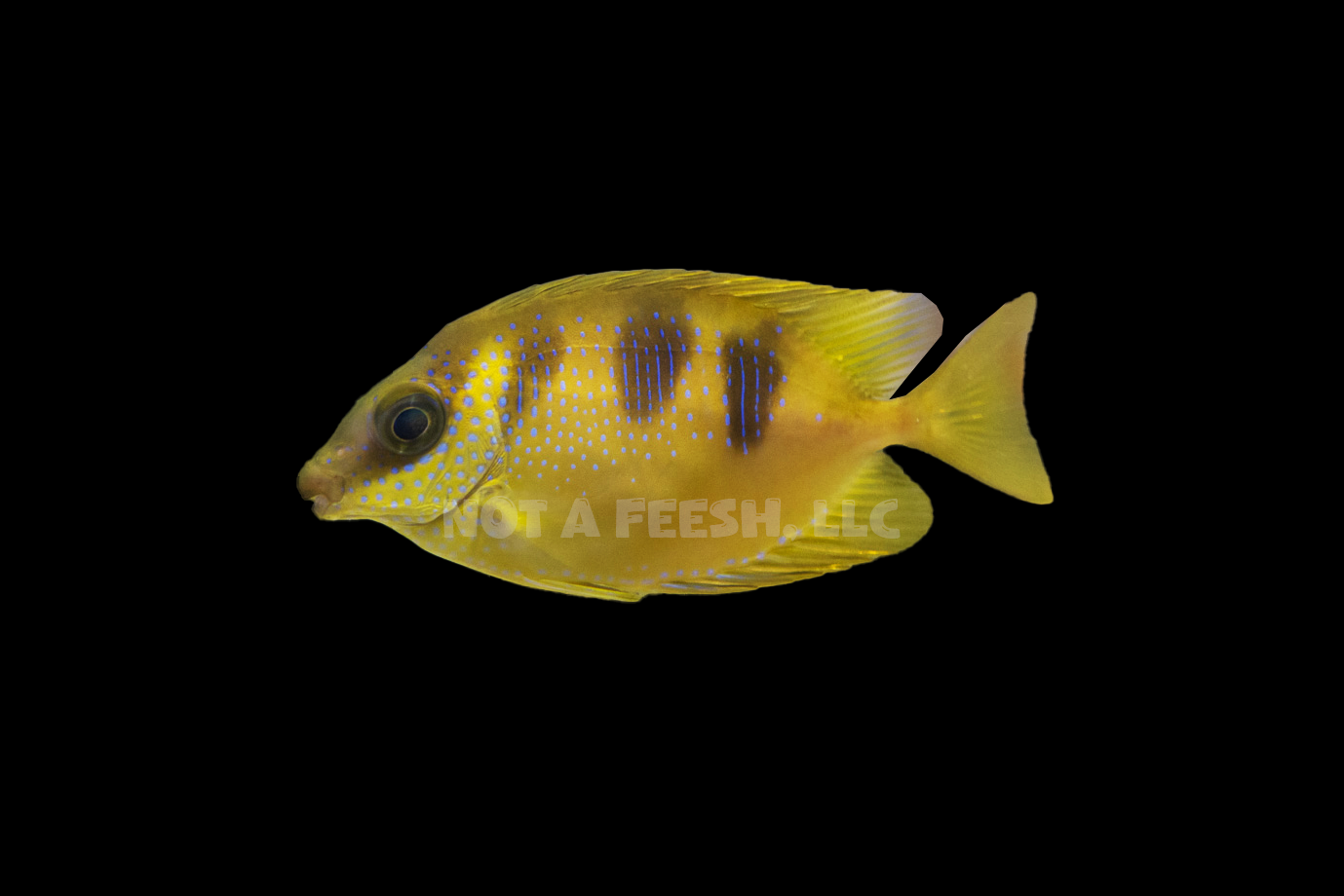 Quarantined Three Spot Rabbit fish (Siganus trispilos)**RARE**
