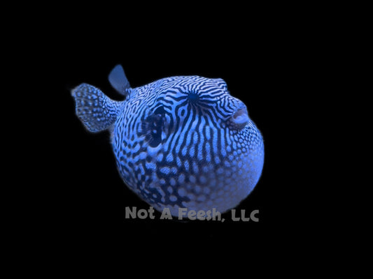 Quarantined Hybrid Xanthic Puffer fish (Mr. Puffy)