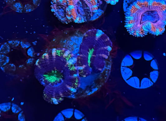 NAF - Blue Berry Micromussa (Acan Lord C)