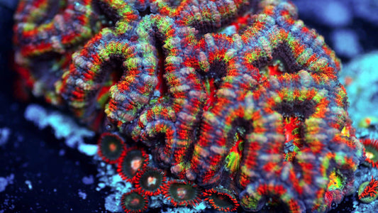 Master Rainbow Micromussa (Acan Lord A)