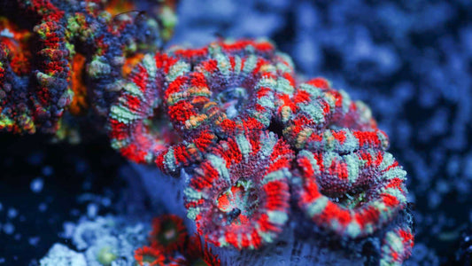 Rainbow Micromussa (Acan Lord B)