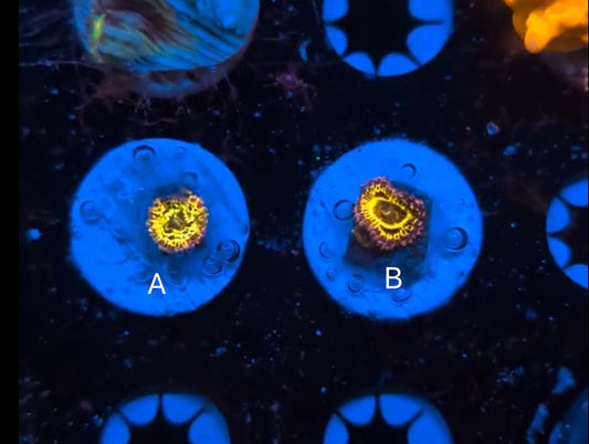 Stratosphere Zoa(WYSIWYG)