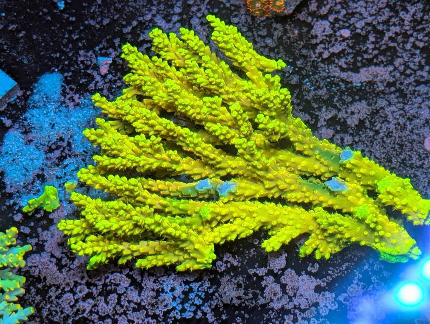 NAF - Golden Age of Speciosa Acropora (WYSIWYG)