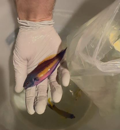 (Preorder) Randall’s Fairy Wrasse Pair