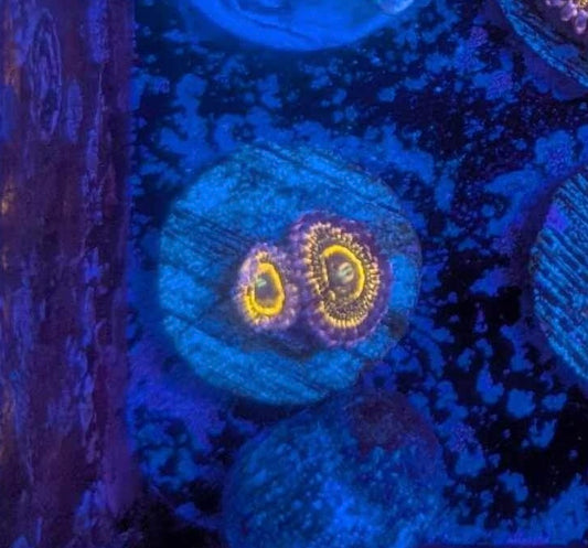 Stratosphere Zoa - 2 heads (WYSIWYG)