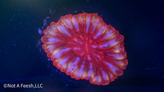 Red Cynarina (WYSIWYG)