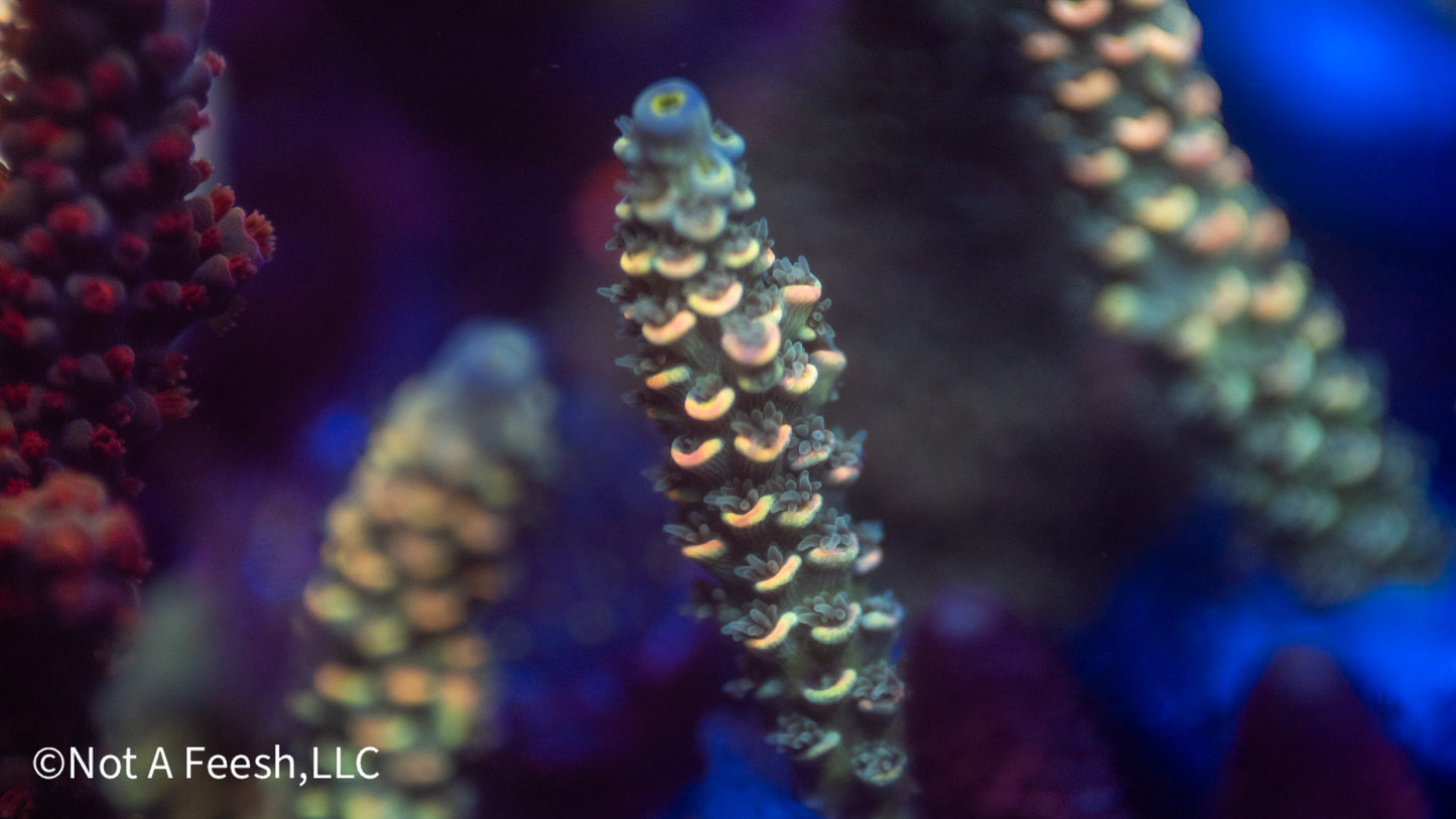 NAF Psilocybin (WYSIWYG)