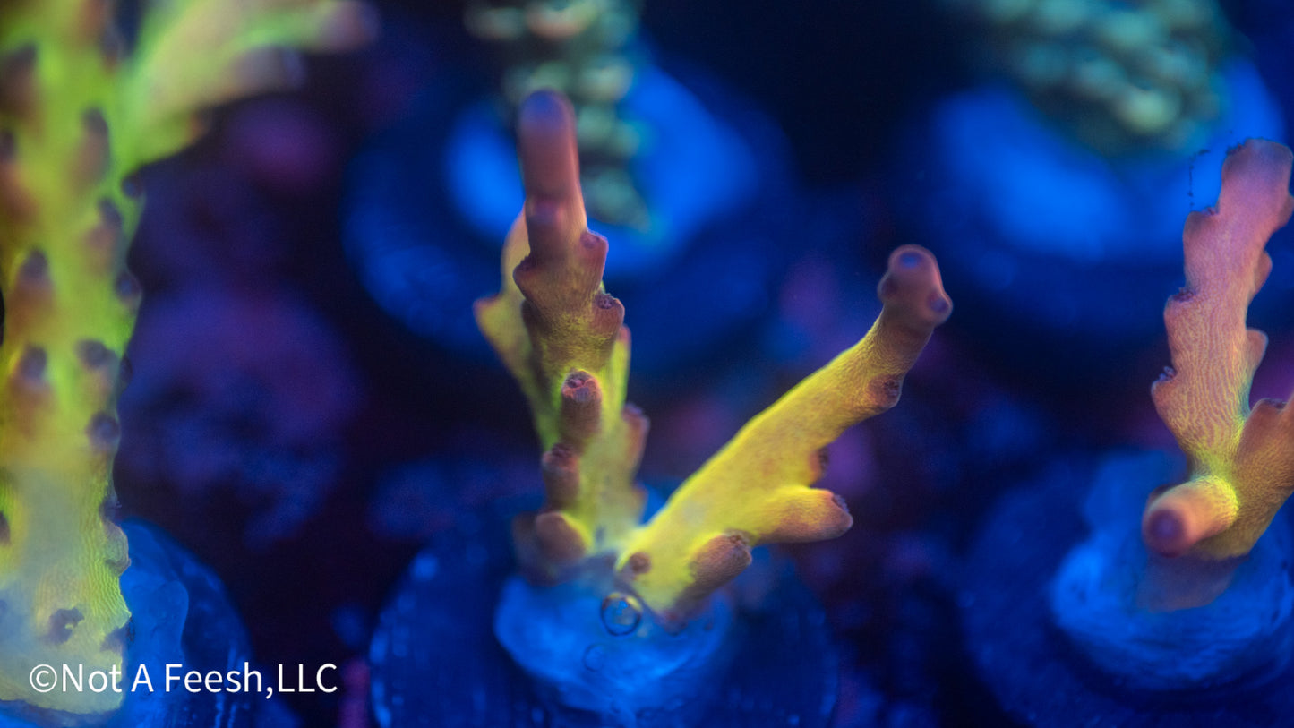 Helen Keller (WYSIWYG)