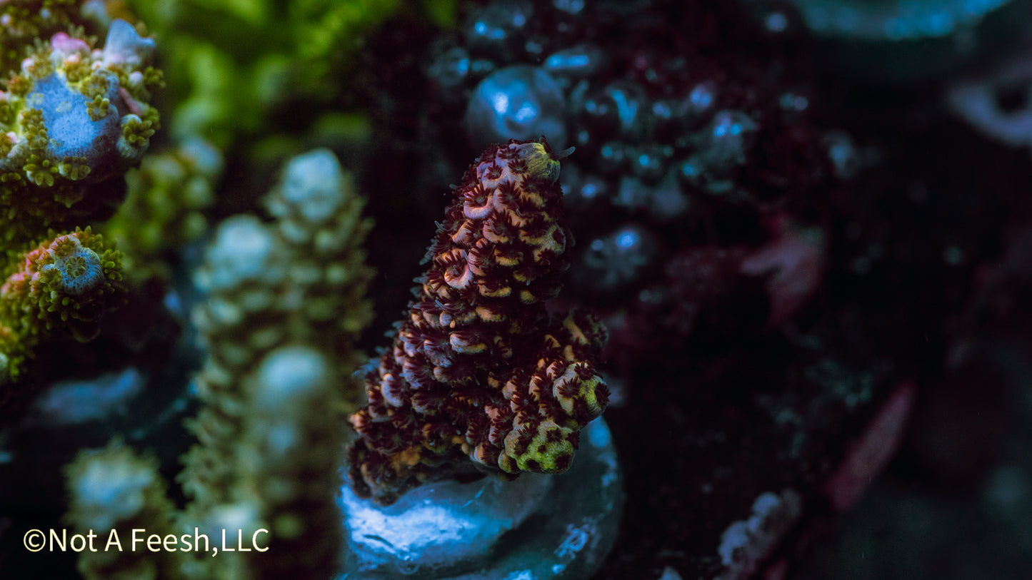 NAF Dragon Skin (WYSIWYG)