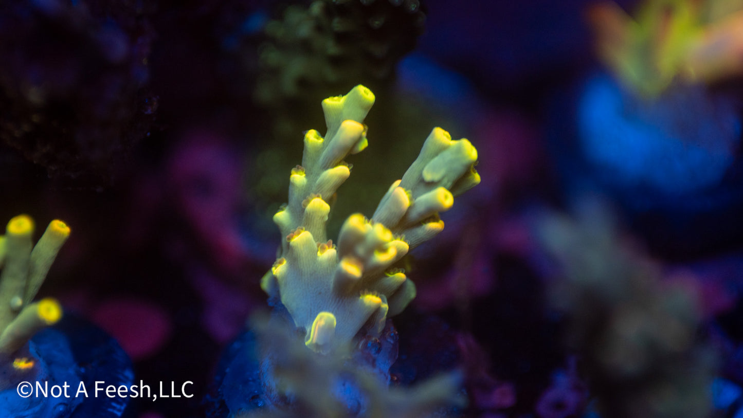 NAF Saffron Don (WYSIWYG)