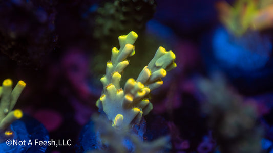 NAF Saffron Don (WYSIWYG)