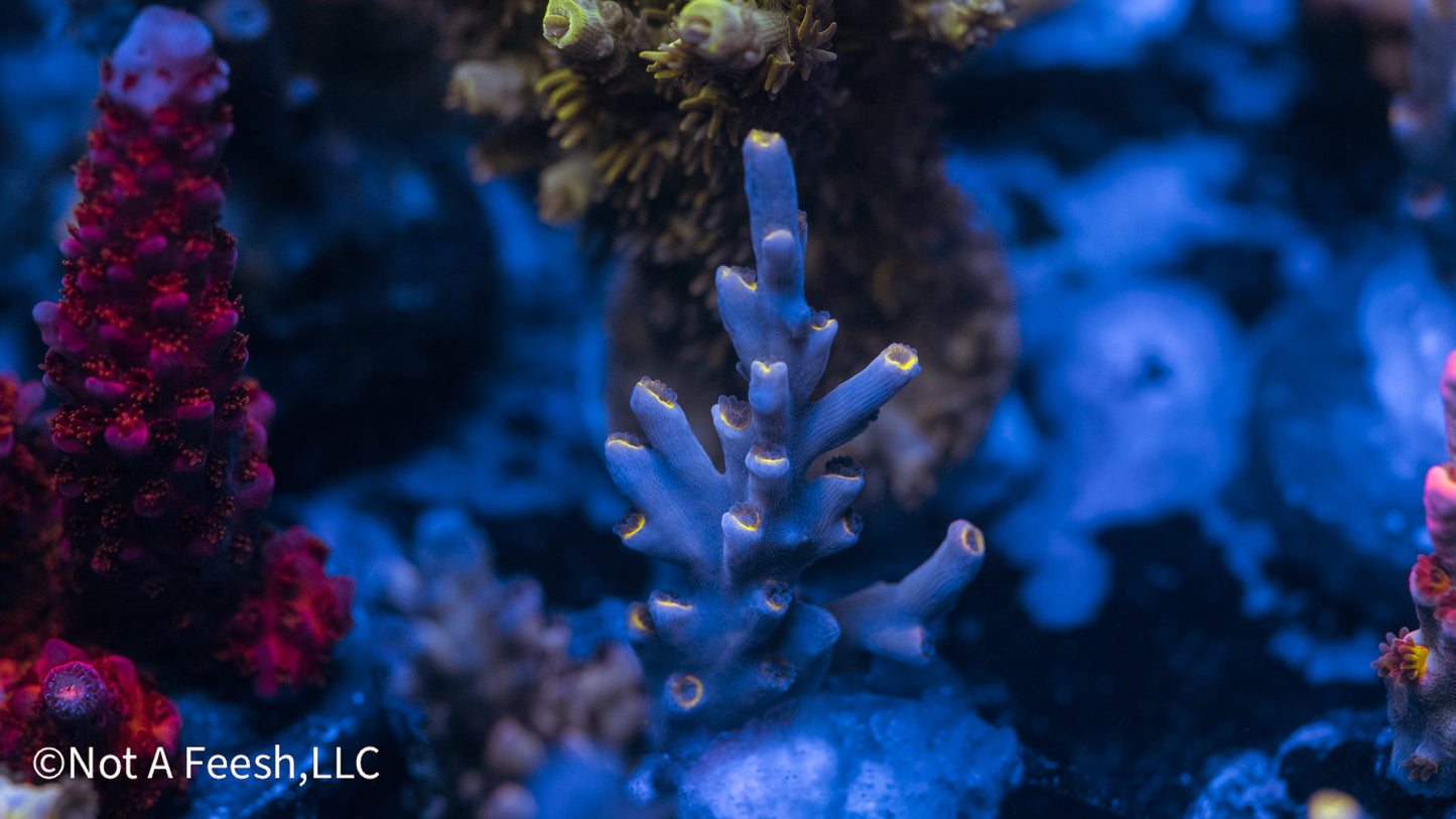 NAF - Event Horizon Speciosa (WYSIWYG)