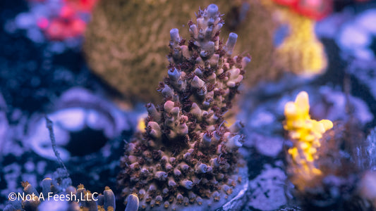 NAF Ube Shortcake (WYSIWYG)