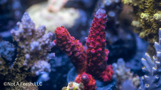 PC Rainbow (WYSIWYG)