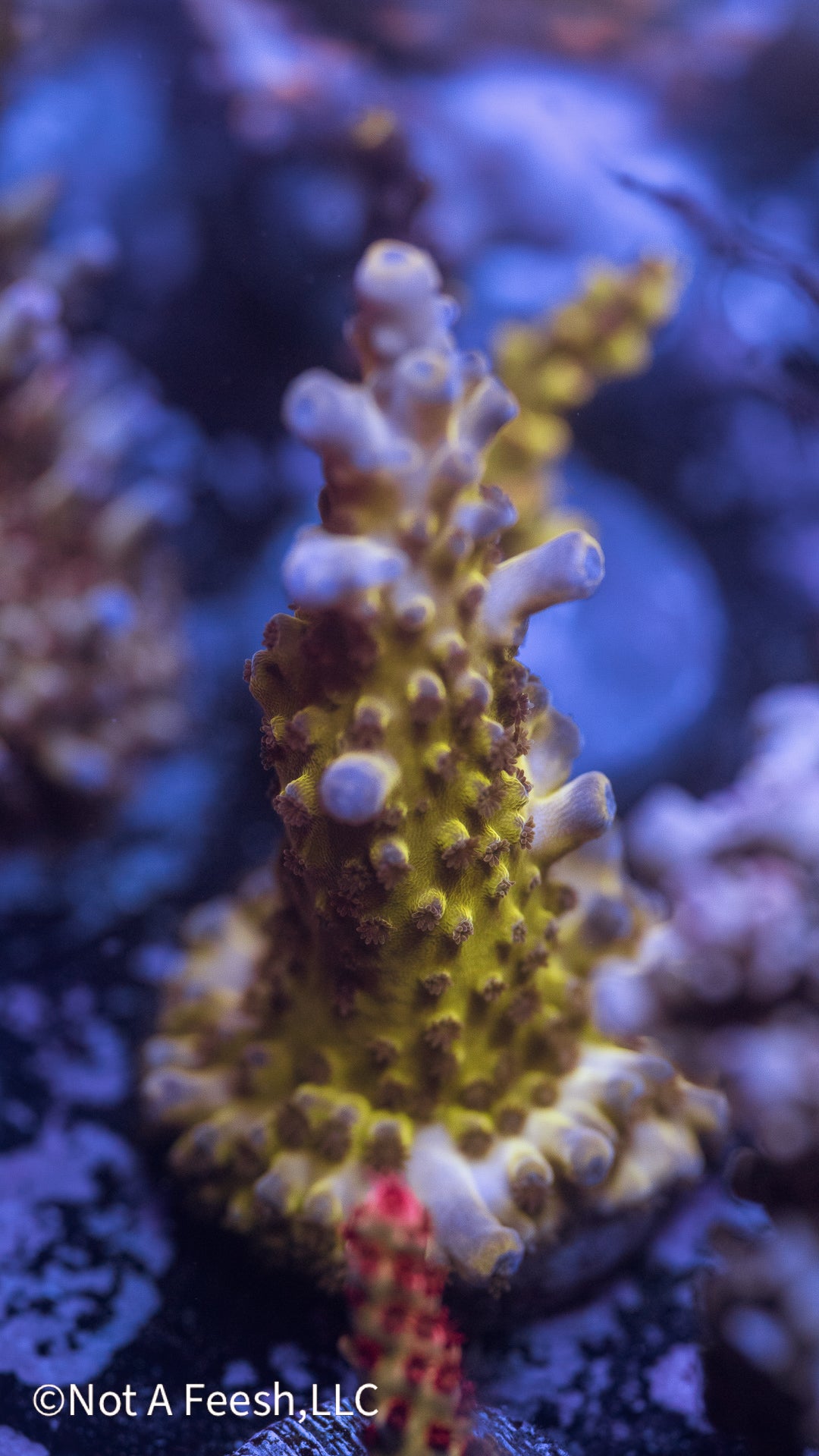 NAF Blueberry Lemonade Tort (WYSIWYG)