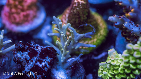 NAF King's Needle (WYSIWYG)