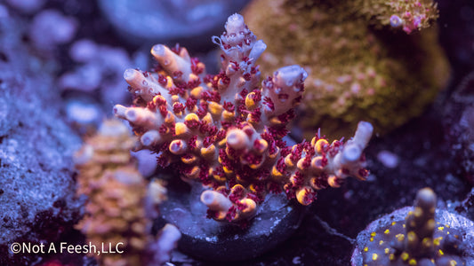 RR Wolverine (WYSIWYG)