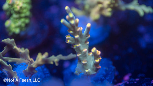 NAF Event Horizon (WYSIWYG)