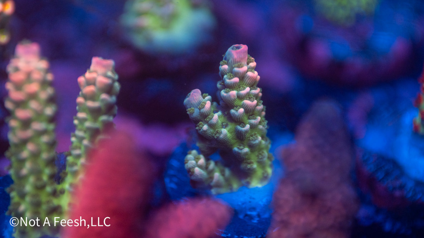 NAF Tutti Frutti (WYSIWYG)