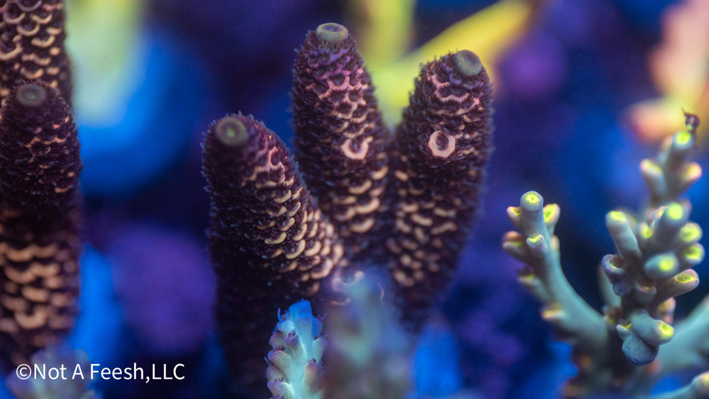 NAF Dragon Skin (WYSIWYG)