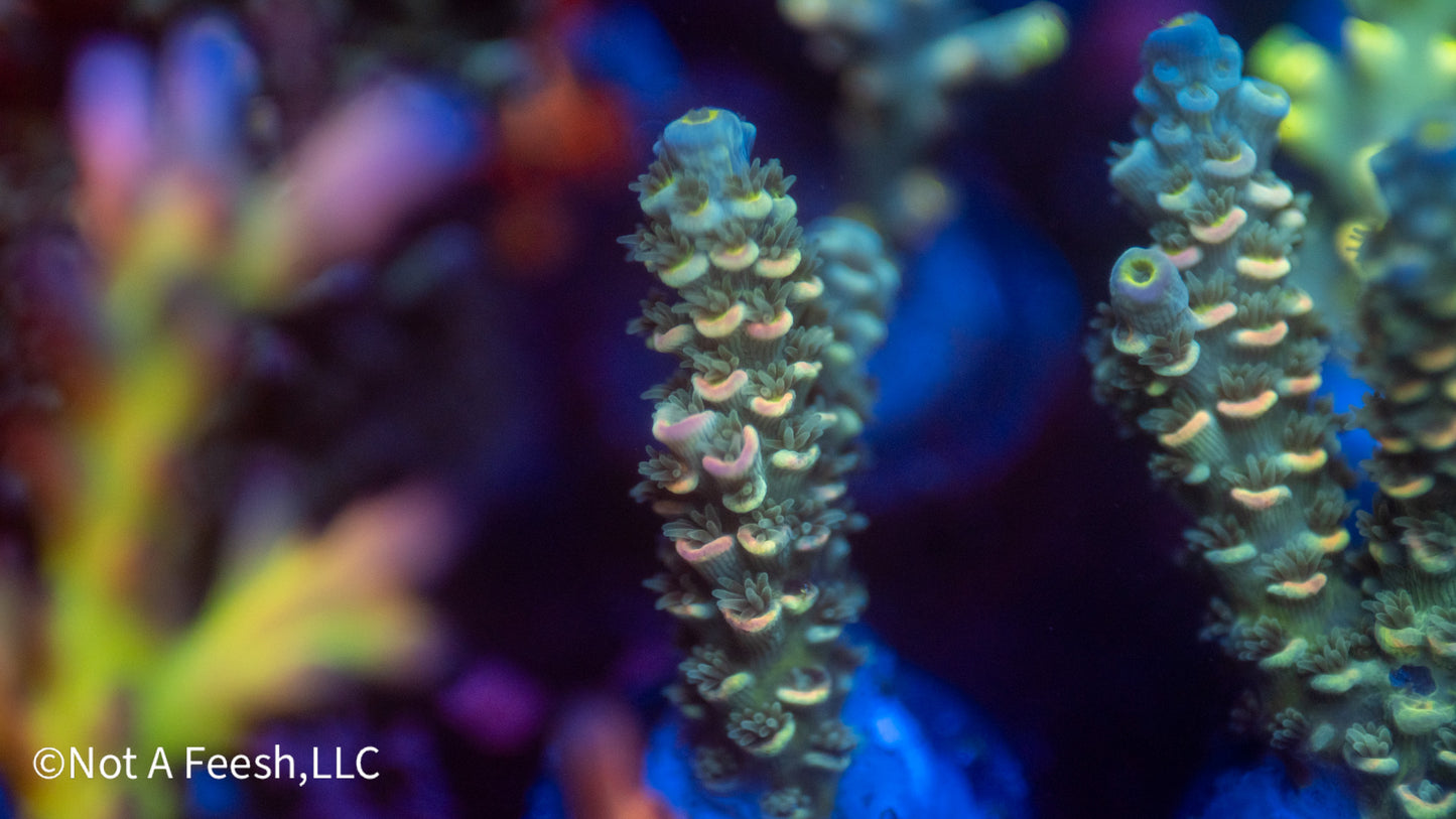 NAF Psilocybin (WYSIWYG)