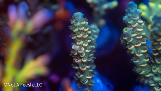 NAF Psilocybin (WYSIWYG)