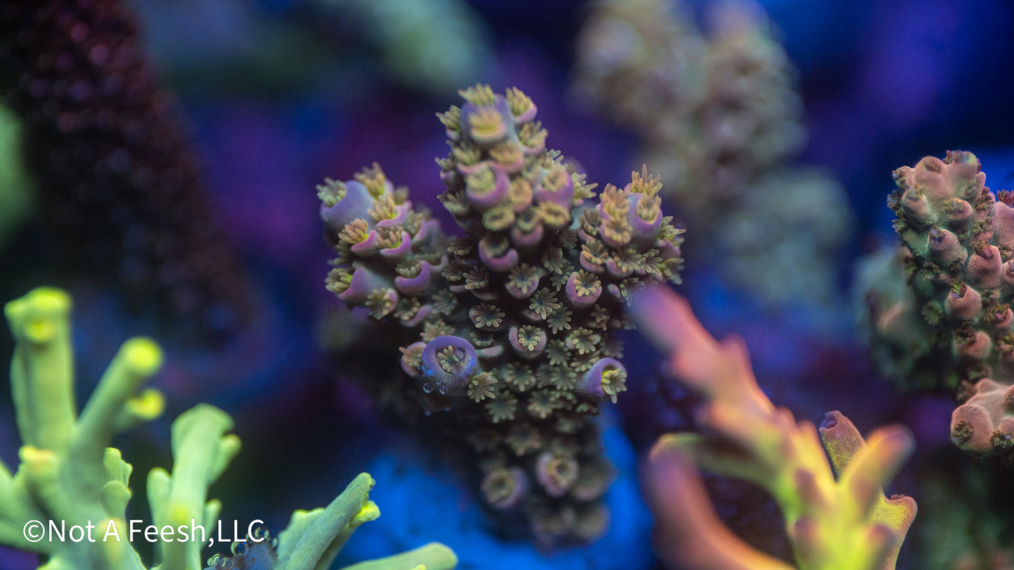 NAF Pixie Stick (WYSIWYG)