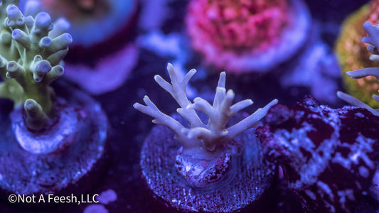 NAF King's Needle (WYSIWYG)