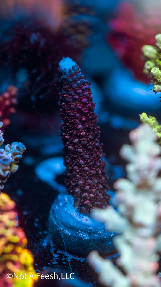 NAF Rainbow Staghorn (WYSIWYG)