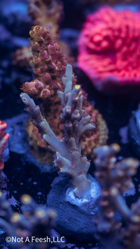 NAF Sarawak Sunset Speciosa (WYSIWYG)