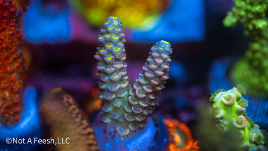 NAF Malaysian Tenuis (WYSIWYG)