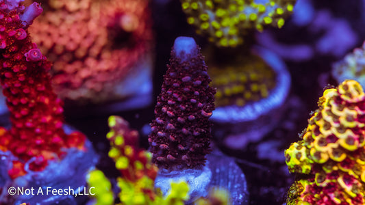 NAF Rainbow Staghorn (WYSIWYG)