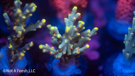 NAF Sarawak Sunset (WYSIWYG)