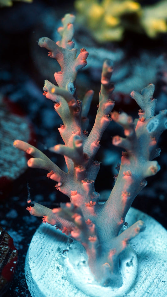 NAF - Bloody Mary Speciosa Acropora (WYSIWYG)