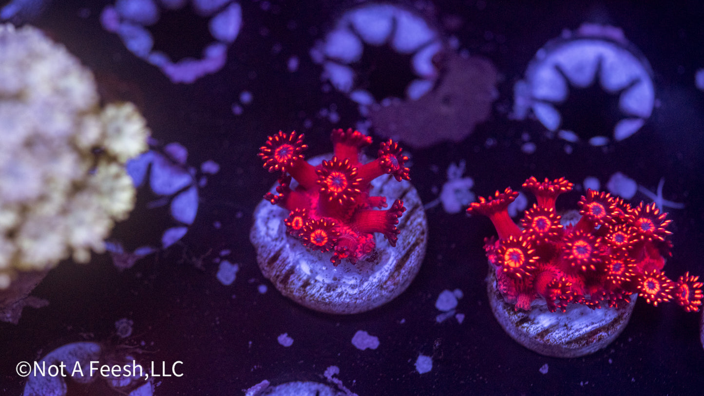 NAF Hot A$$ (WYSIWYG)