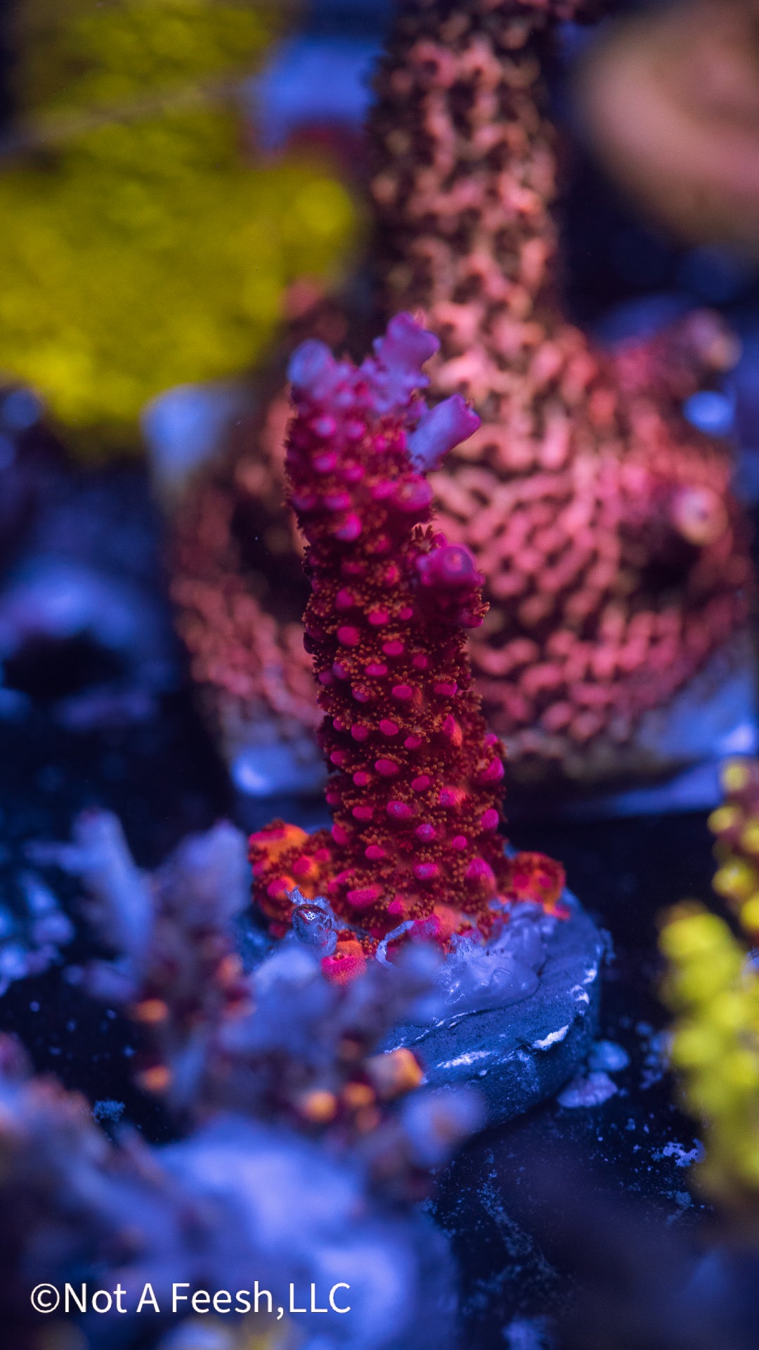 PC Rainbow (WYSIWYG)