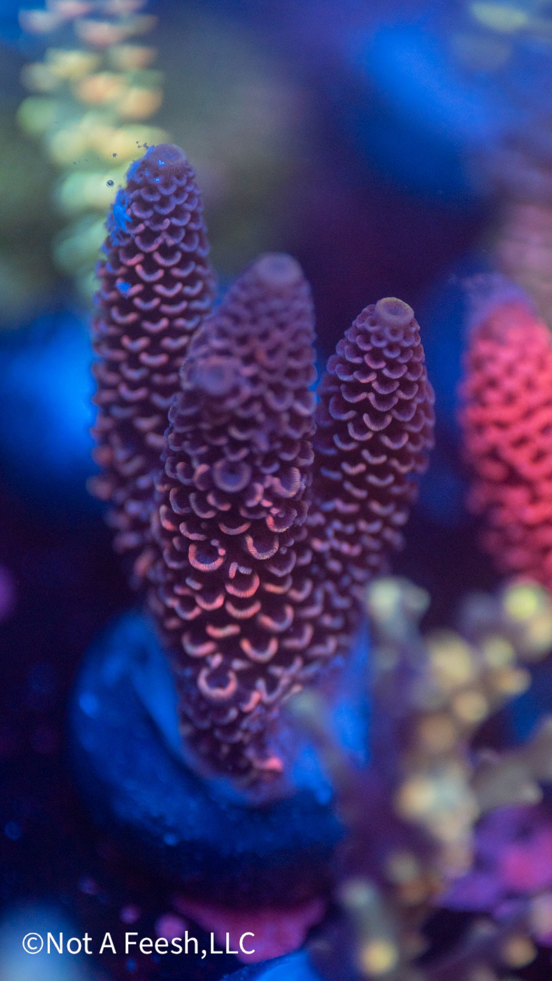 NAF Red Milli (WYSIWYG)