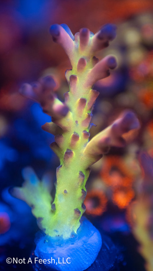 NAF Helen Keller (WYSIWYG)