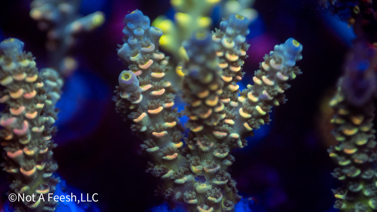 NAF Psilocybin XL (WYSIWYG)