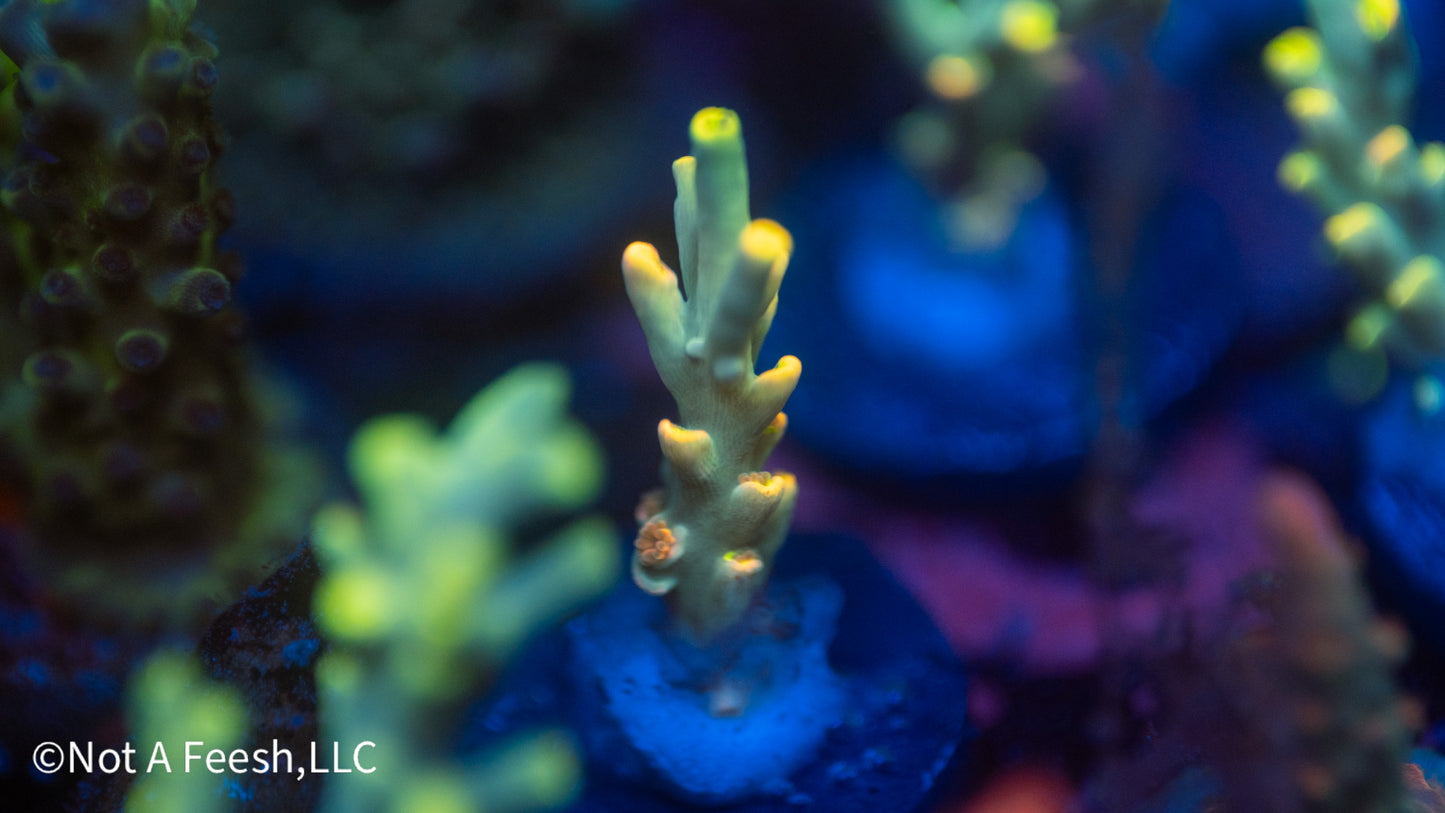 NAF - Saffron Don speciosa (WYSIWYG)