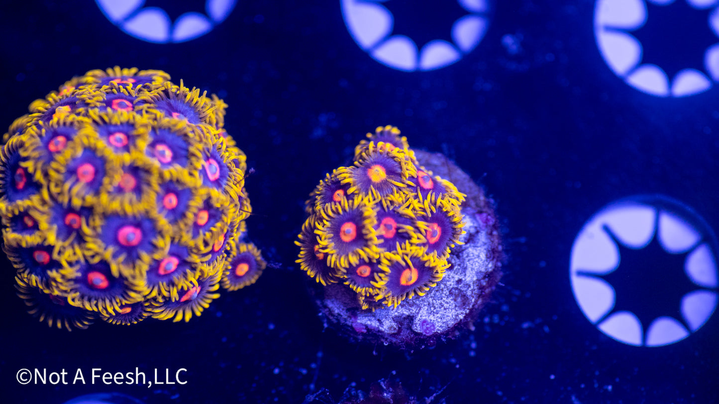 NAF Vaporeons (WYSIWYG)