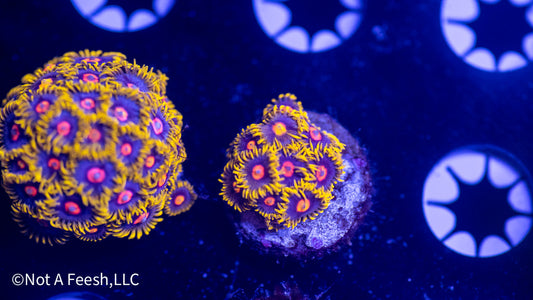 NAF Vaporeons (WYSIWYG)