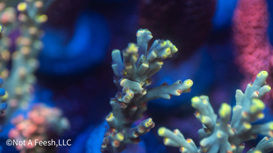 NAF Sarawak Sunset (WYSIWYG)